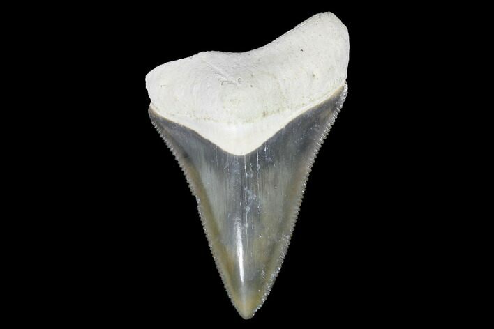 Serrated, Bone Valley Megalodon Tooth - Florida #99846